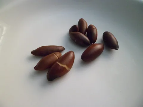 Shelled baru nut kernels on a plate