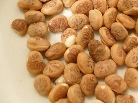 Shelled chironji charoli kernels