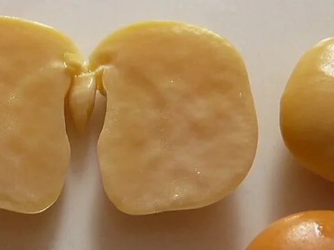Peeled lupin beans shown with whole beans and a pea