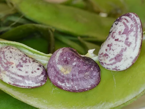 Fresh speckled lima beans in their pods