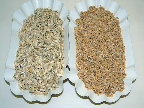 Einkorn grain shown before and after dehulling