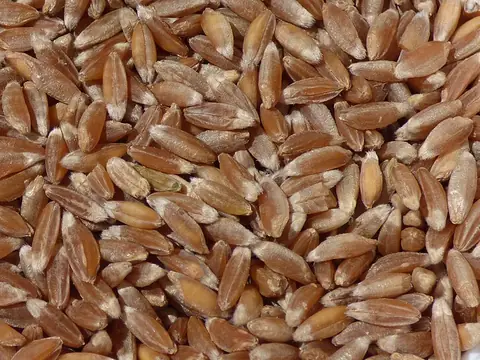 Whole emmer farro wheat berries