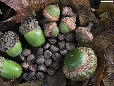Whole acorns on a wood surface