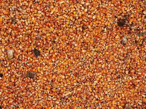 Whole dried maize kernels