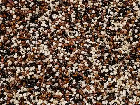 Uncooked white red and black quinoa grains