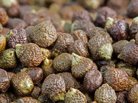 Whole grains of paradise seeds