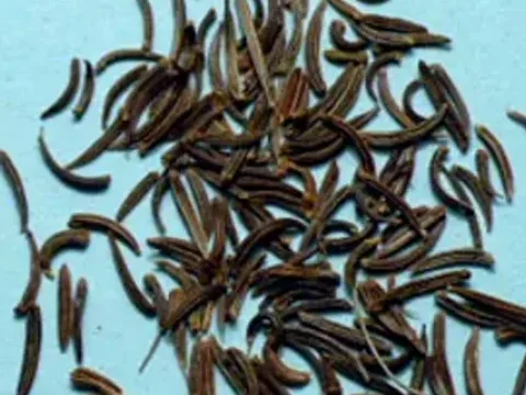 Whole black cumin kala jeera seeds with a coin for scale