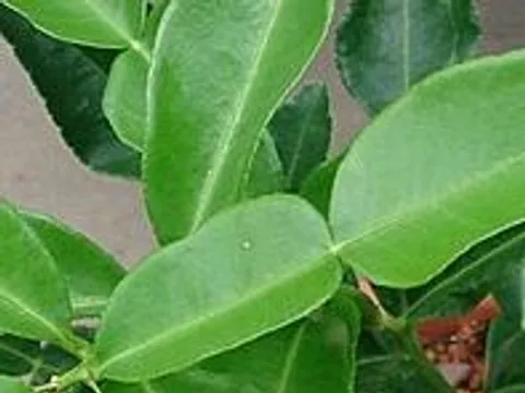 A fresh makrut lime leaf