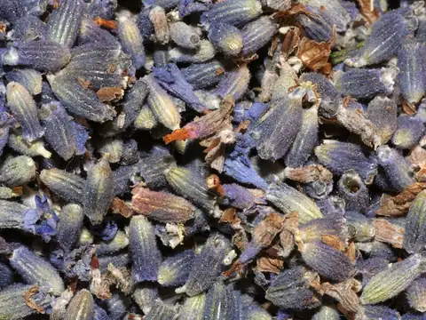 Whole dried lavender flowers