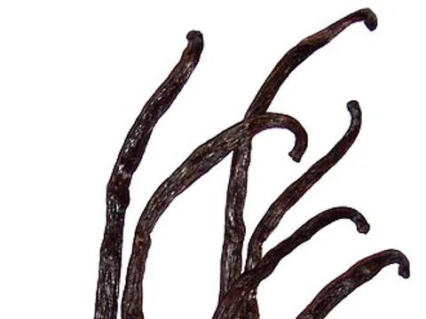 Whole cured vanilla beans on a light background