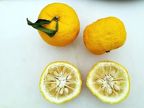Whole and halved yuzu citrus fruit