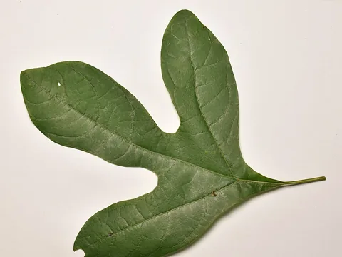 An isolated whole sassafras leaf on a light background