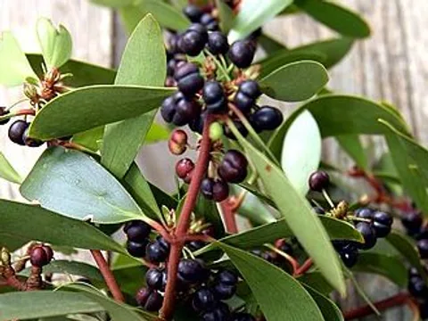 Tasmanian mountain pepper berries and leaves